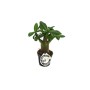 Mini-Wüstenrose (Adenium Obesum) im Topf, Farbe ist eine Überraschung.