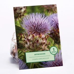 Artischocke (Cynara cardunculus), 1 Stück, zum Pflanzen im Garten.