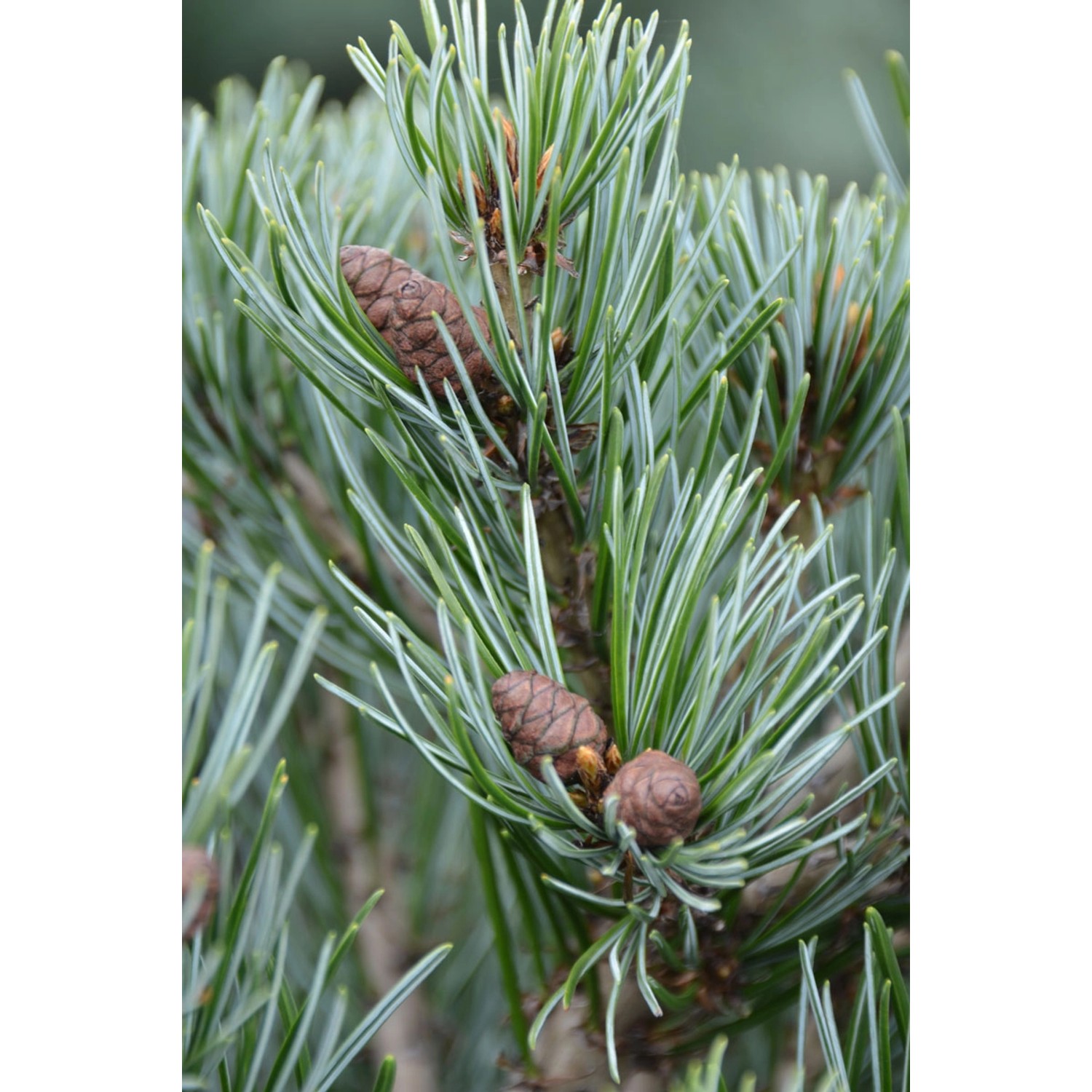 Mädchenkiefer Höhe ca. 40 - 50 cm Topf ca. 10 l günstig online kaufen