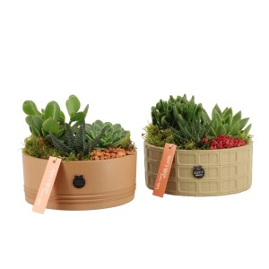 GROW by OBI Sukkulenten-Trio in Keramikschale. Pflegeleichtes Zimmerpflanzen-Arrangement mit Moos und Zierkies.