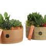GROW by OBI Sukkulenten-Trio in Keramikschale. Pflegeleichtes Zimmerpflanzen-Arrangement mit Moos und Zierkies.