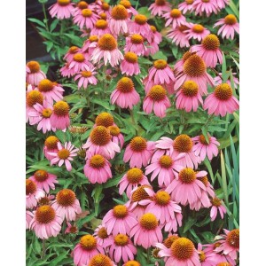 Rosa Echinacea Purpurea Mistral Staude im Topf, Nahaufnahme der Blüten.