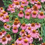 Rosa Echinacea Purpurea Mistral Staude im Topf, Nahaufnahme der Blüten.
