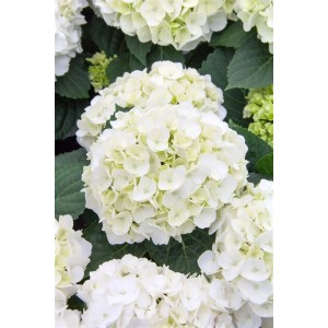 Nahaufnahme der weißen Hortensie 'Everbloom White Wonder' mit grünen Blättern.