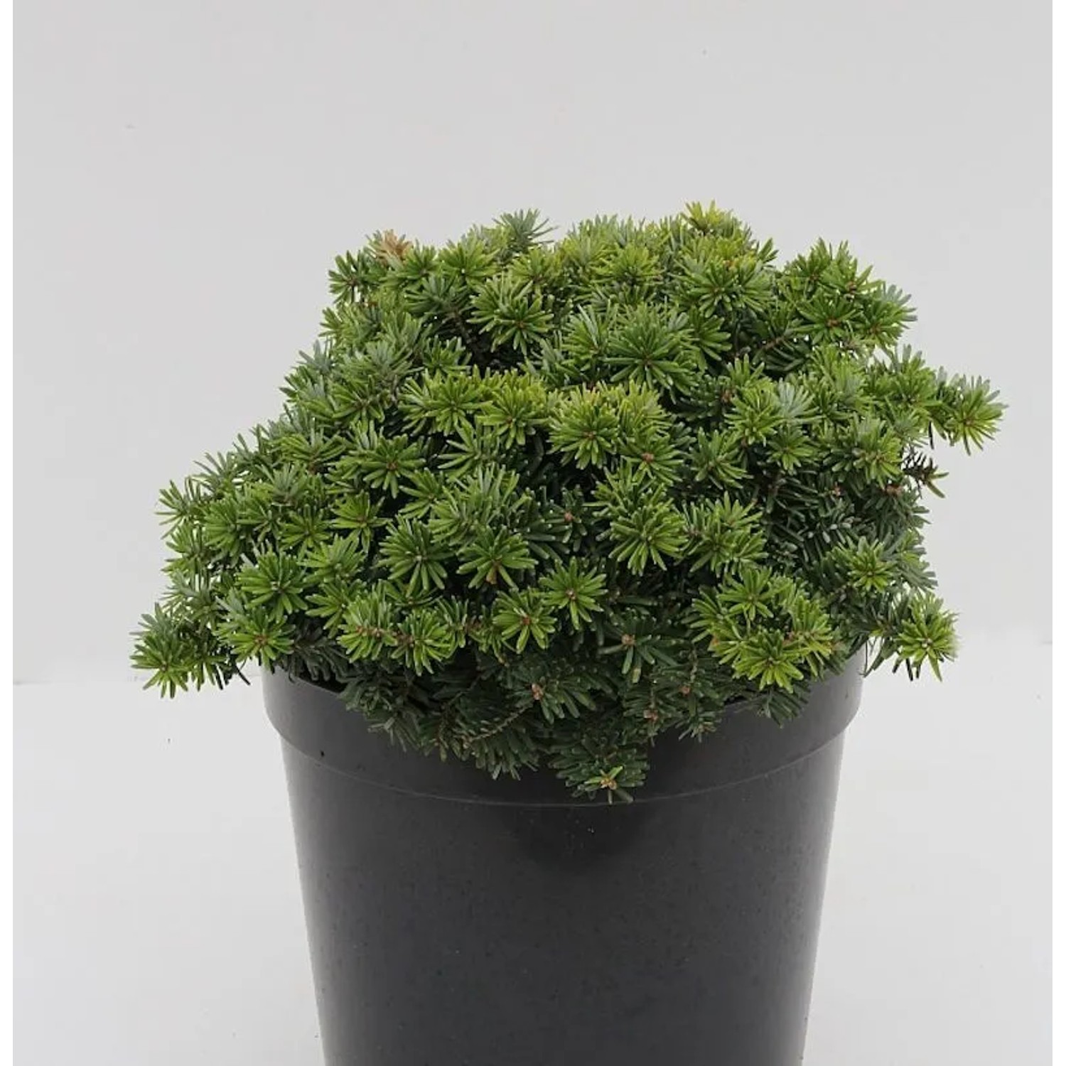 Zwerg Balsam Tanne Kiwi 20-25cm - Abies balsamea