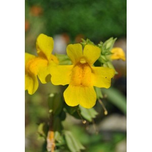 Gelbes Gauklerblümchen (Mimulus Luteus) im Topf, leuchtend gelbe Blüte, Detailaufnahme.