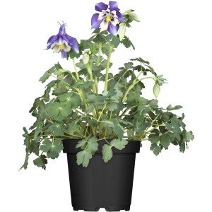 Langspornige Akelei (Aquilegia) im Topf mit blau-weißen Blüten und grünen Blättern.