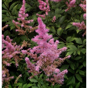 Prachtspiere Younique Salmon (Astilbe cultorum) mit zartrosa Blüten vor grünem Laub.
