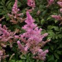 Prachtspiere Younique Salmon (Astilbe cultorum) mit zartrosa Blüten vor grünem Laub.