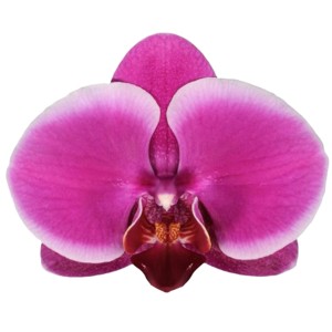 Nahaufnahme einer pinkfarbenen Schmetterlingsorchidee (Phalaenopsis) von GROW by OBI.