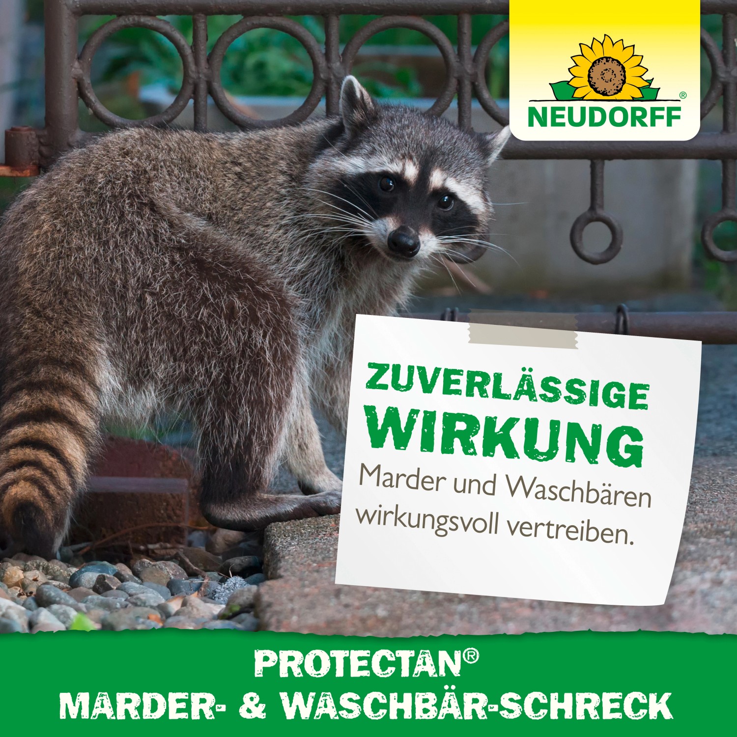 Neudorff Marder- und Waschbär-Schreck: Waschbär vor Schild mit Produktinformationen.