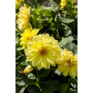 Gelbe Dahlie 'Dahlietta Margaret' im Topf, ca. 25-30 cm hoch. Sommerblüher für Balkon und Garten.