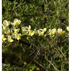 Blühender, weißer Ginster (Cytisus praecox) mit gelblich-weißen Blüten.