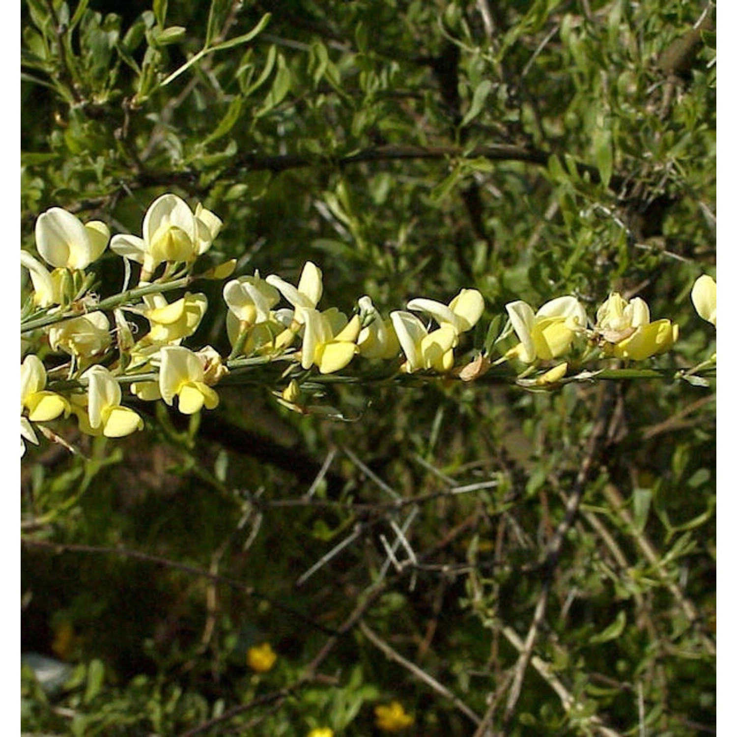 Weißer Ginster 60-80cm - Cytisus praecox günstig online kaufen