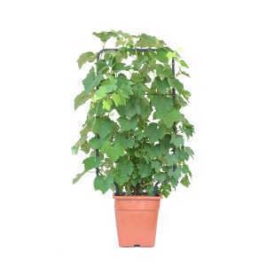 GROW by OBI Tafeltraube Duo im Topf mit Spalier, ca. 70-90cm hoch.