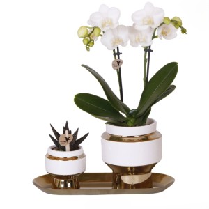 OBI-Zimmerpflanzen-Arrangement Lush Life Gold Dolomit Gefäße Weiß-Grün
