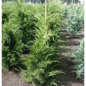 Grüne Zypressen-Wacholder Canaeetii (60-80cm) im Freiland. Ideal als robuste Gartenpflanze.
