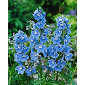Blauer Rittersporn 'Cliveden Beauty' im Topf, eine elegante Staude für sonnige Standorte.