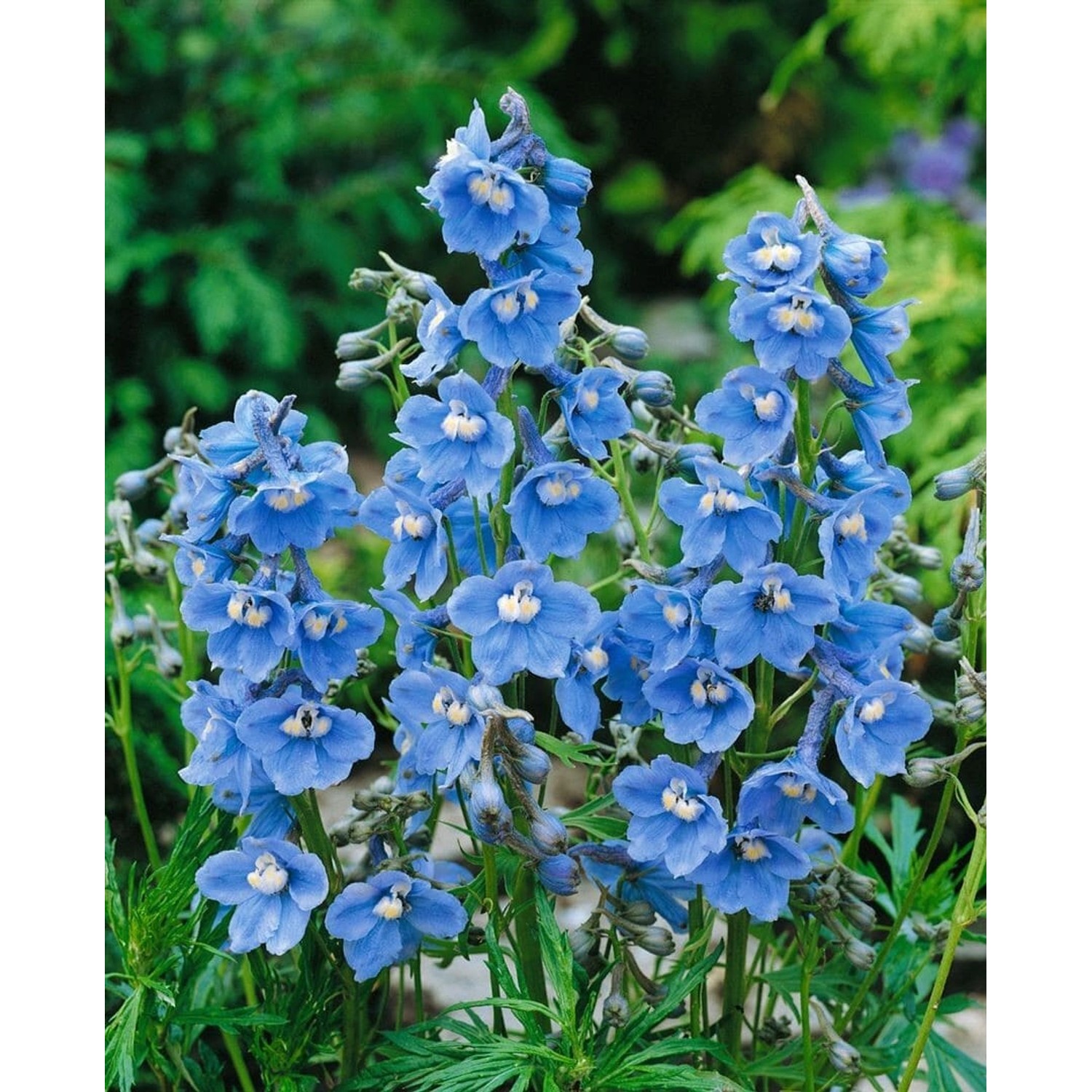 Delphinium X Belladonna Cliveden Beauty Rittersporn Ca. 11x11 cm Topf günstig online kaufen