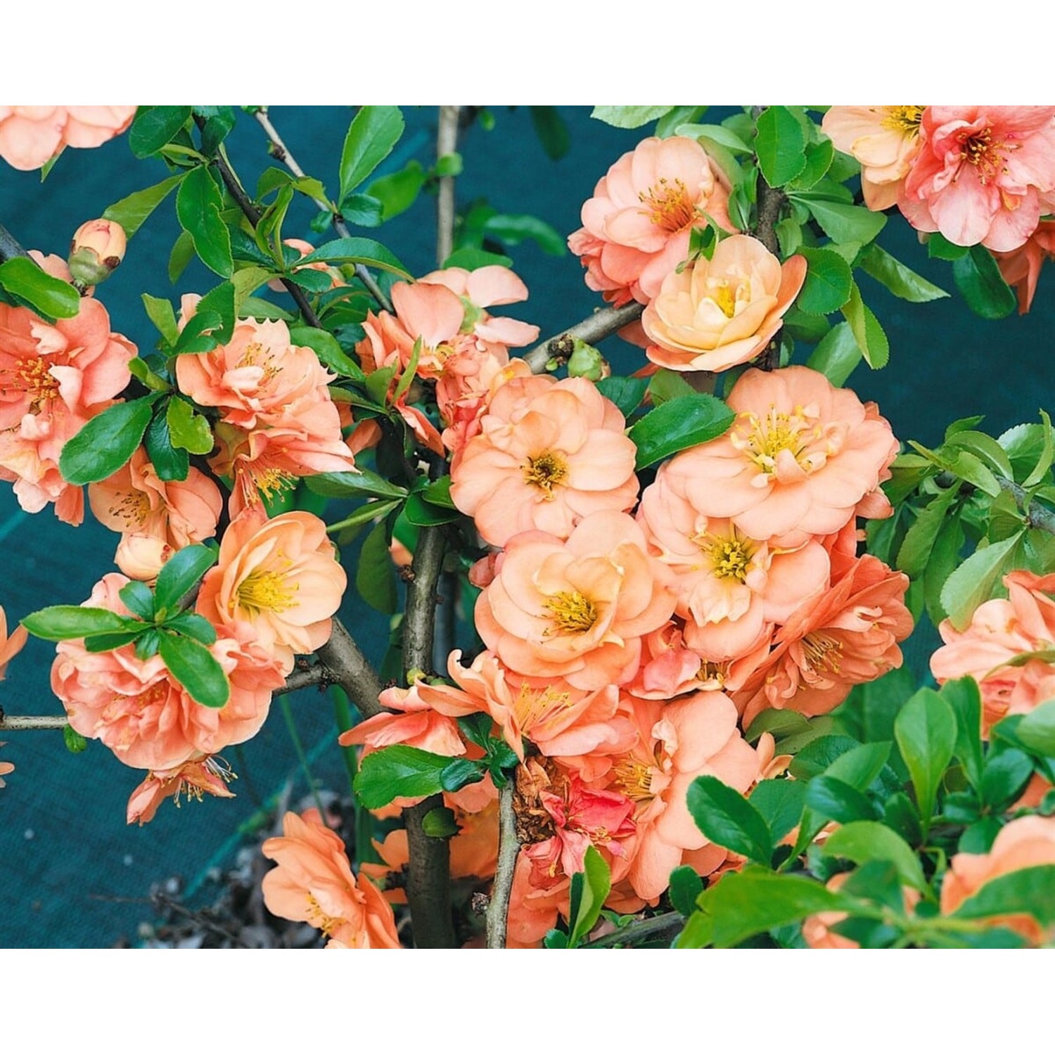 Chaenomeles 'Orange Trail' Zierquitte 40-60 cm günstig online kaufen