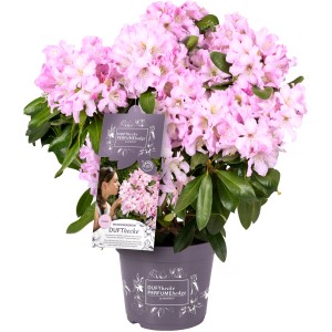 Rosa Rhododendron 'Inkarho-Dufthecke' im Topf, eine duftende und immergrüne Heckenpflanze.