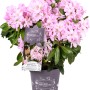 Rosa Rhododendron 'Inkarho-Dufthecke' im Topf, eine duftende und immergrüne Heckenpflanze.