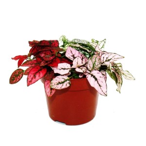 Dreifarbige Punktblume (Hypoestes) im 12cm Topf. Exotenherz mit roten, rosa und grünen Blättern.