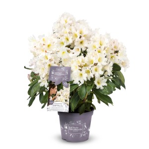 Rhododendron Dufthecke Weiß im Topf, ca. 30-40 cm hoch, mit üppigen, reinweißen Blüten.