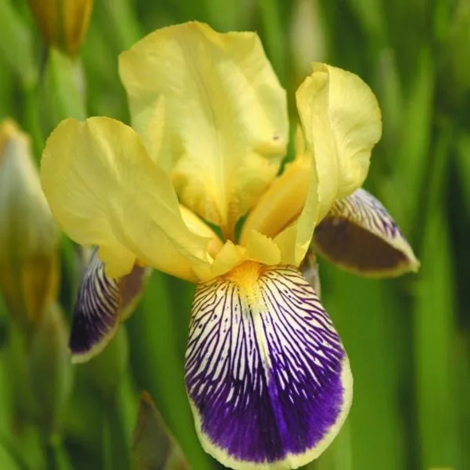 6 x Schwertlilie 'Nibelungen' Iris germanica Topf 9cm Blütenstaude