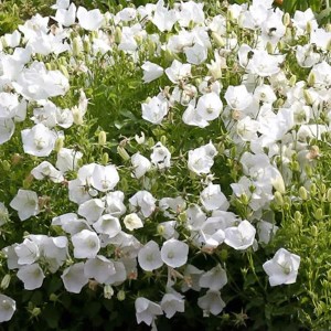 6 x Karpaten-Glockenblume 'Weisse Clips' Campanula carpatica Topf 9cm Kleinwüchsig