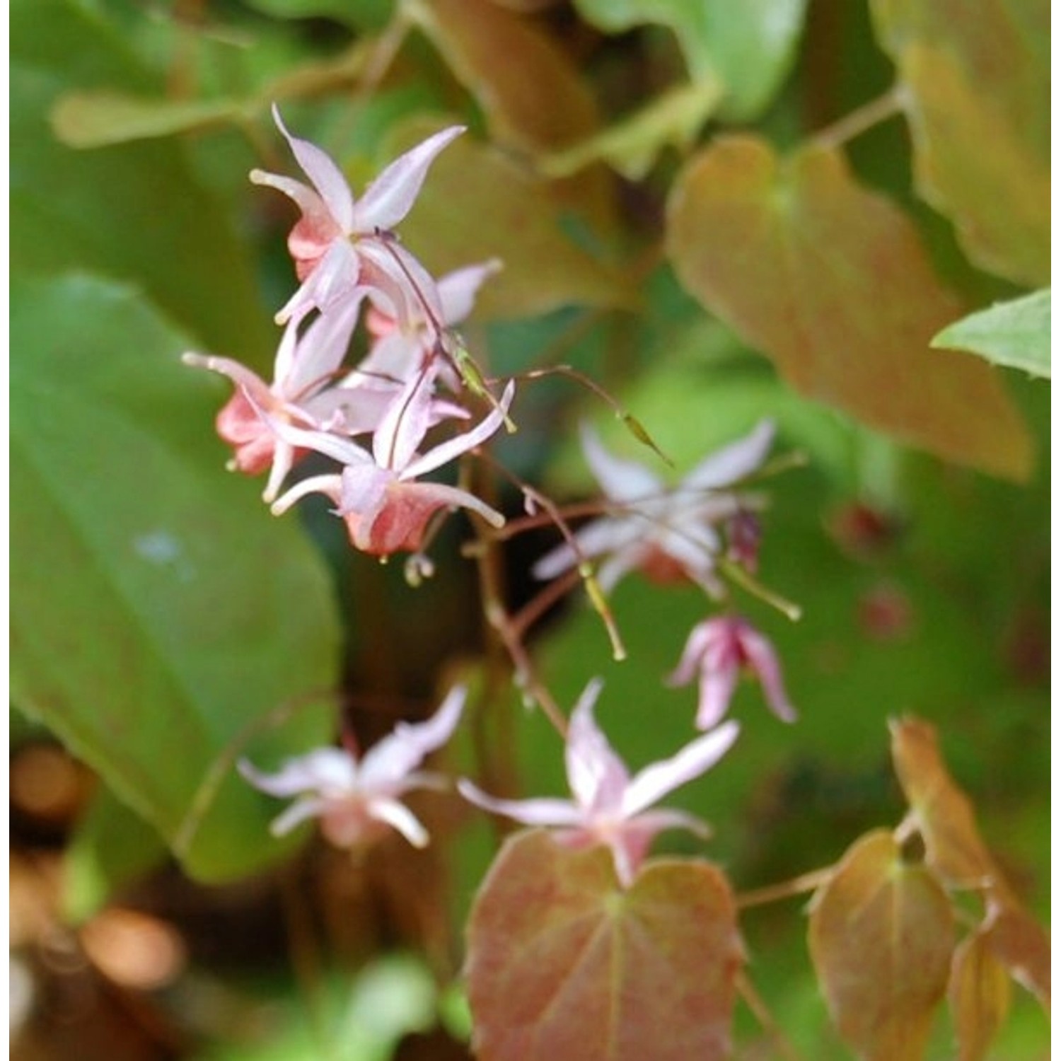 Elfenblume Pink Elf - Epimedium cultorum günstig online kaufen