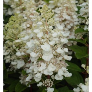 Rispenhortensie Baby Lace mit weißen Blüten, Nahaufnahme. Strauch für Garten und Beet.