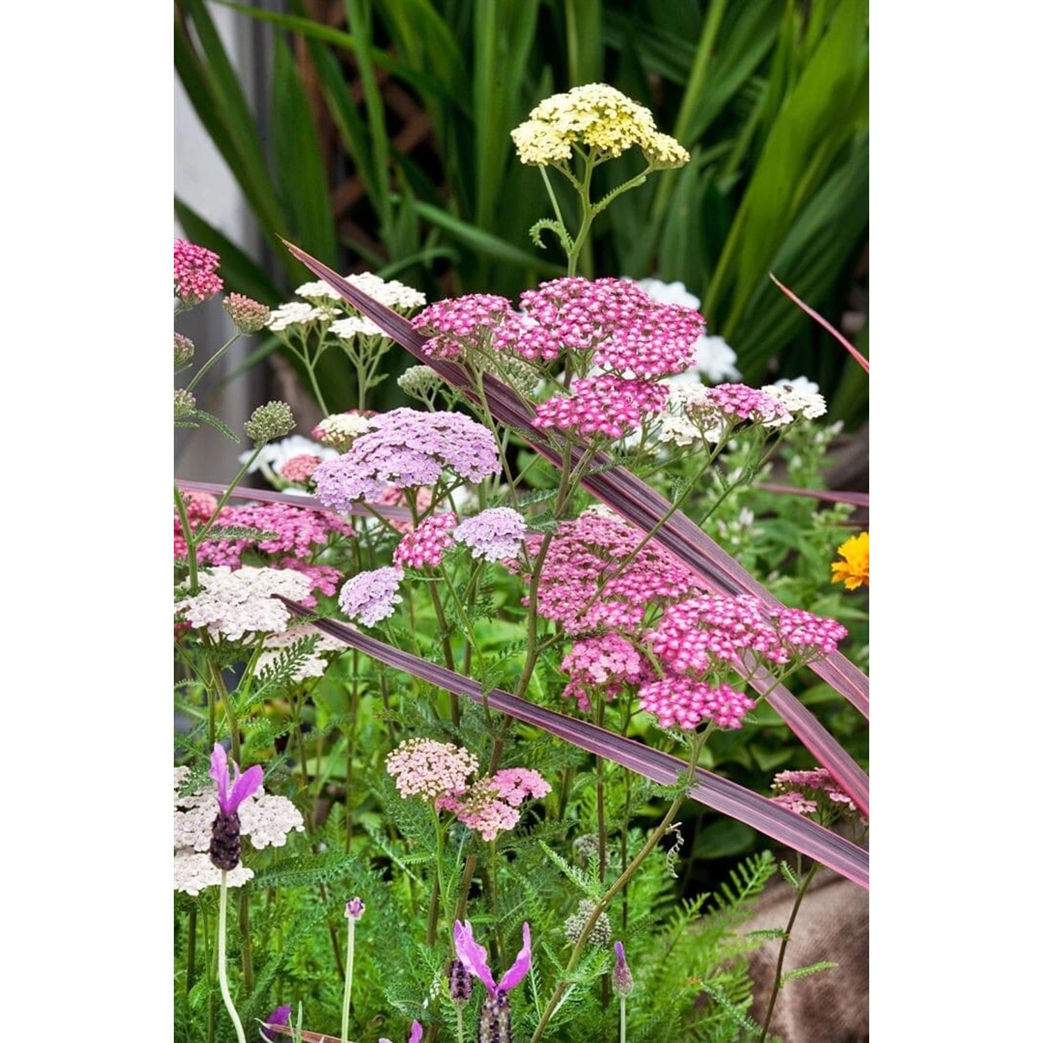 Achillea Millefolium Schafgarbe Summer Pastels Ca. 9x9 cm Topf günstig online kaufen