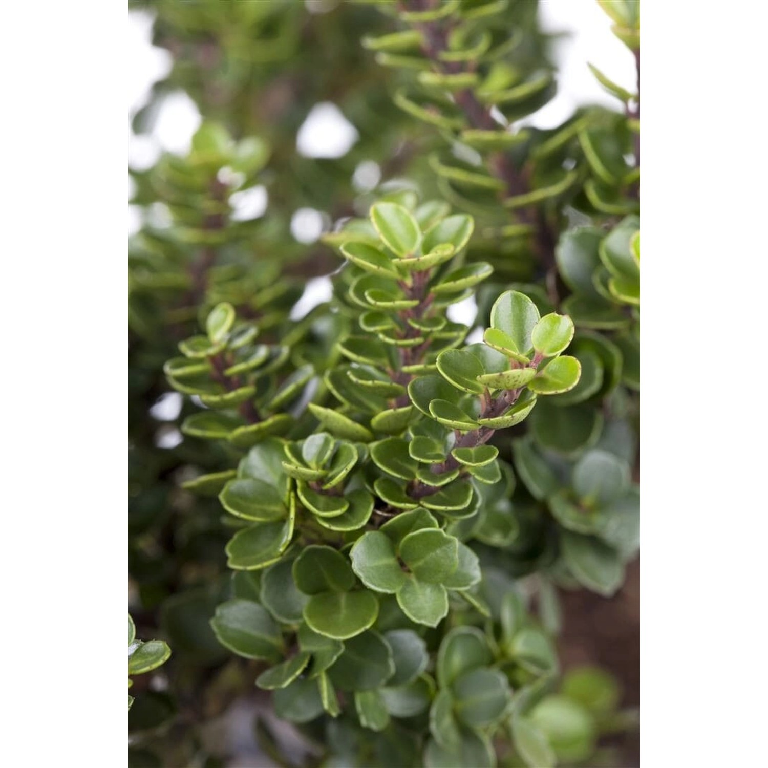 Ilex Crenata Rotundifolia Japanische Stechpalme Kugel 90–100 cm günstig online kaufen