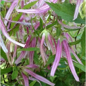 Punktierte Glockenblume 'Pink Octopus': Rosa-purpurfarbene Blüten der Staude im Detail.