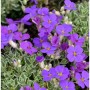 Blaukissen Silberrand Aubrieta mit violetten Blüten und silbrigem Laub.