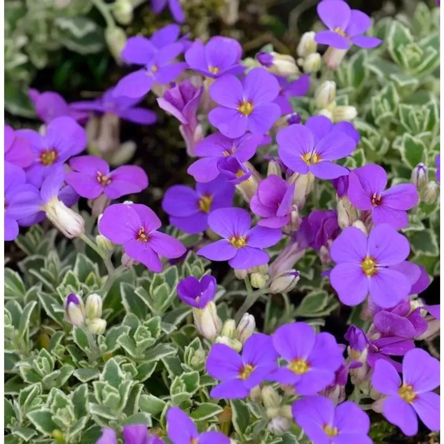 Blaukissen Silberrand - Aubrieta