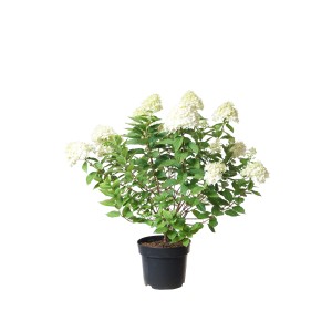 Rispenhortensie 'Limelight' im Topf, weiße Blüten, ca. 80 cm hoch.