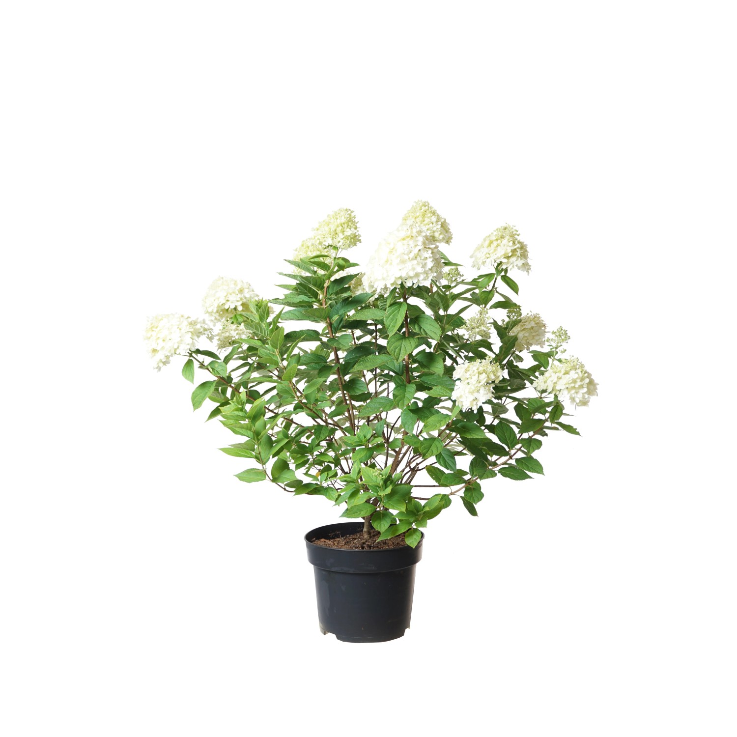 GROW by OBI Hortensie „Limeligtht“ Weiß H ca. 80 Topf 10l Hydrangea