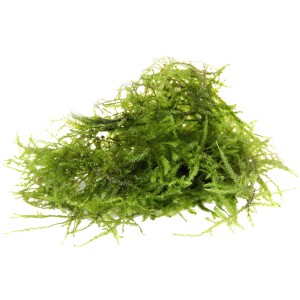Portion Dennerle Aquariumpflanze Taxiphyllum Barbieri, grünes Moos für das Aquarium.