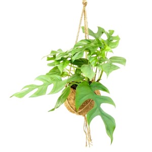 Hängendes Fensterblatt Monstera Minima im Kokodama-Gefäß (ca. 17cm).