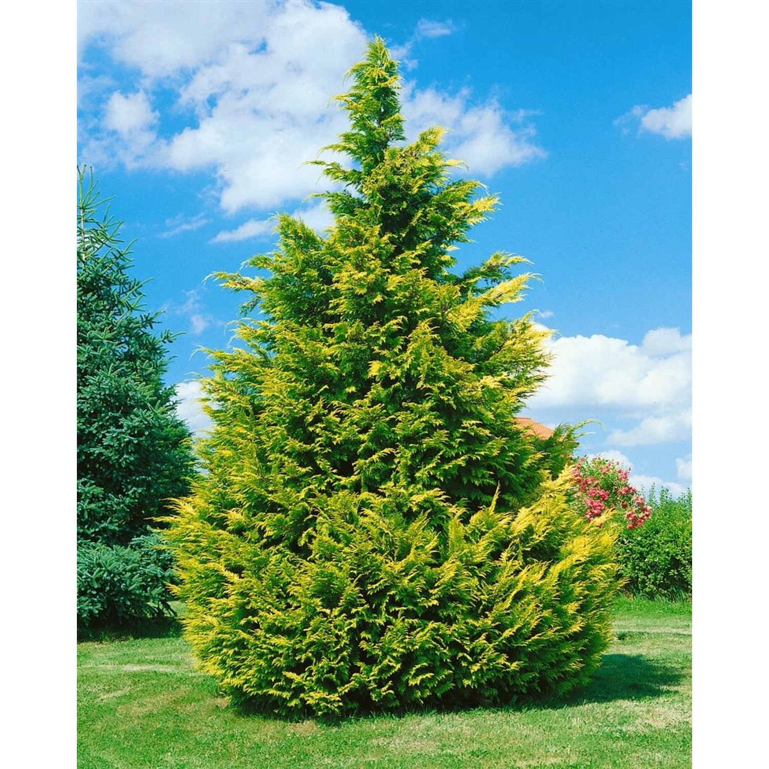 Chamaecyparis lawsoniana Lane 60-80 cm günstig online kaufen