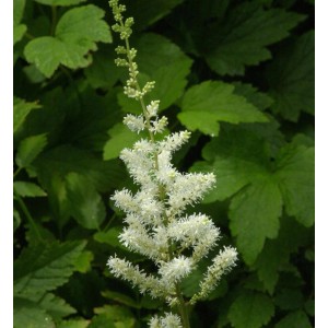 Prachtspiere 'Bergkristall' mit weißen Blüten vor grünem Laub.