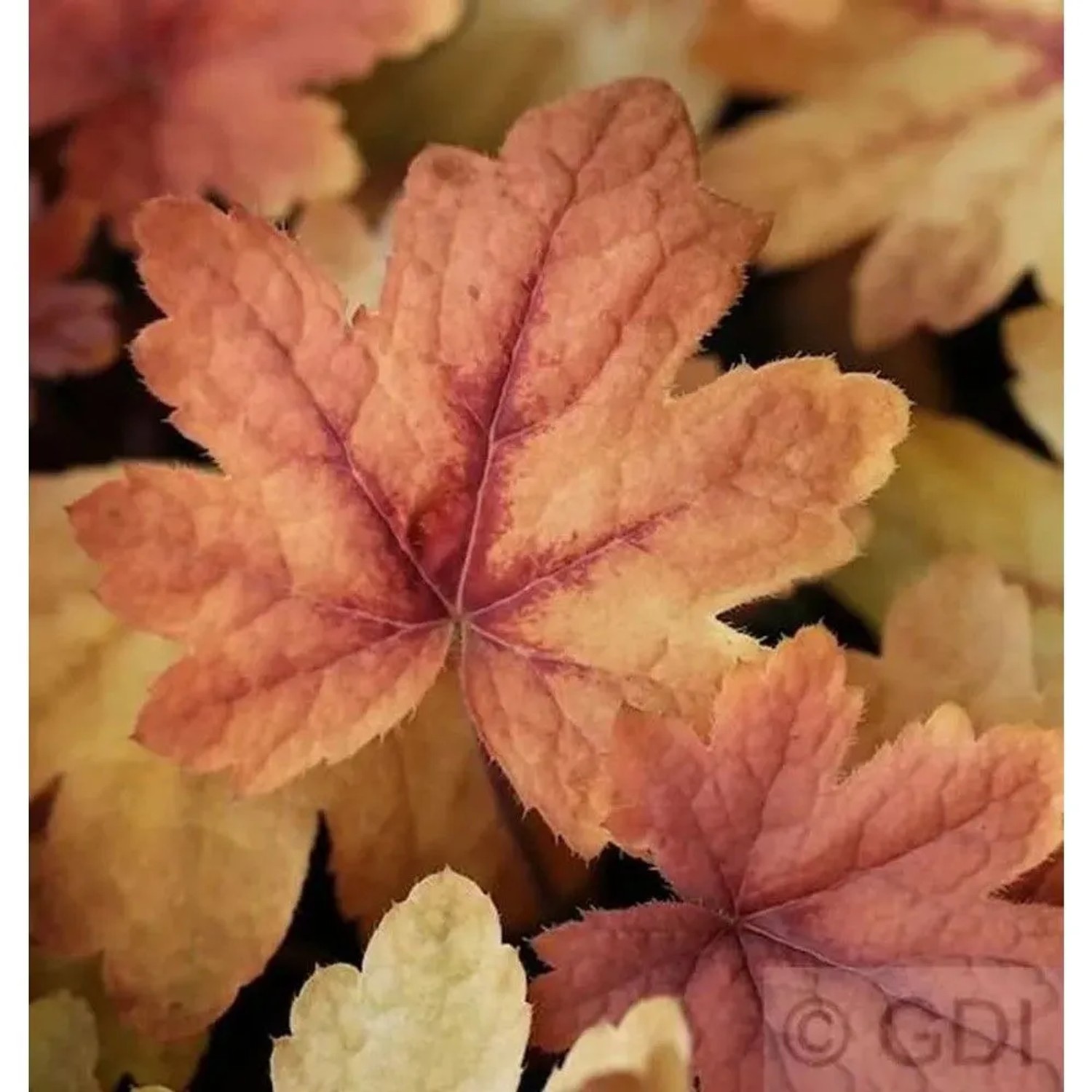 Teppich Purpurglöckchen Sweet Tea - Heucherella tiarelloides