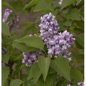 Blühender Edelflieder 'Katharine Havemeyer' mit lila Blüten und grünen Blättern.