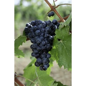 Süße Erdbeertraube Weinrebe (Vitis Vinifera) mit reifen, dunklen Trauben und grünen Blättern.