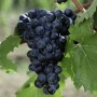 Süße Erdbeertraube Weinrebe (Vitis Vinifera) mit reifen, dunklen Trauben und grünen Blättern.