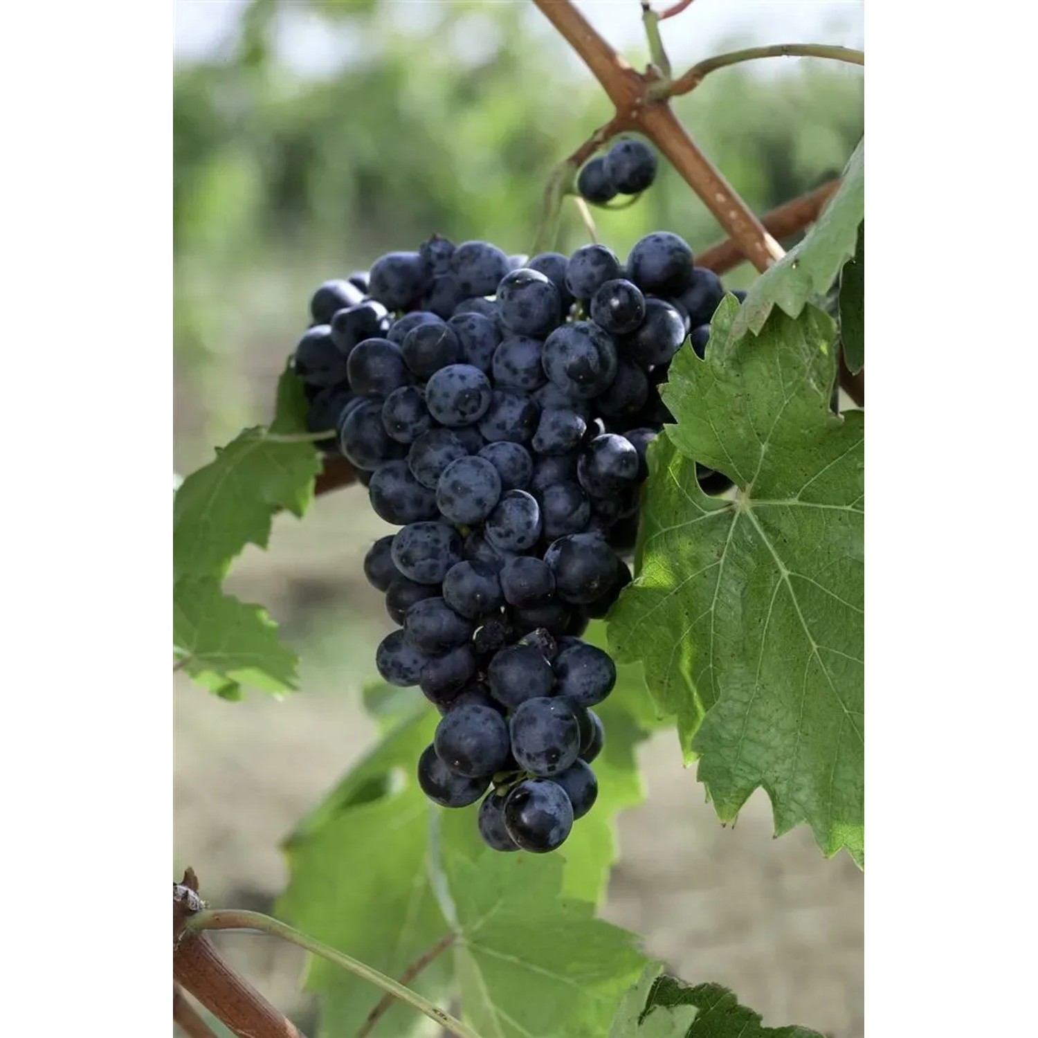 Süße Erdbeertraube Weinrebe (Vitis Vinifera) mit reifen, dunklen Trauben und grünen Blättern.