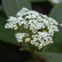 Nahaufnahme des Immergrünen Zwergschneeballs (Viburnum davidii) mit weißen Blüten.