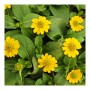 Gelbe Husarenknöpfchen (Sanvitalia) im 12cm Topf, 3er Set. Hängepflanze für Balkon und Garten.